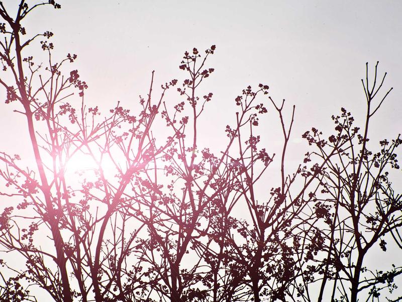 Julián Soto Santiago de los Caballeros